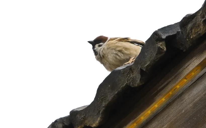 中考满分作文《麻雀》，一流的构思，平中见奇，举重若轻
