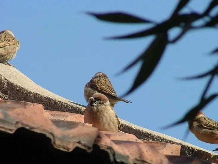 中考满分作文《麻雀》，一流的构思，平中见奇，举重若轻