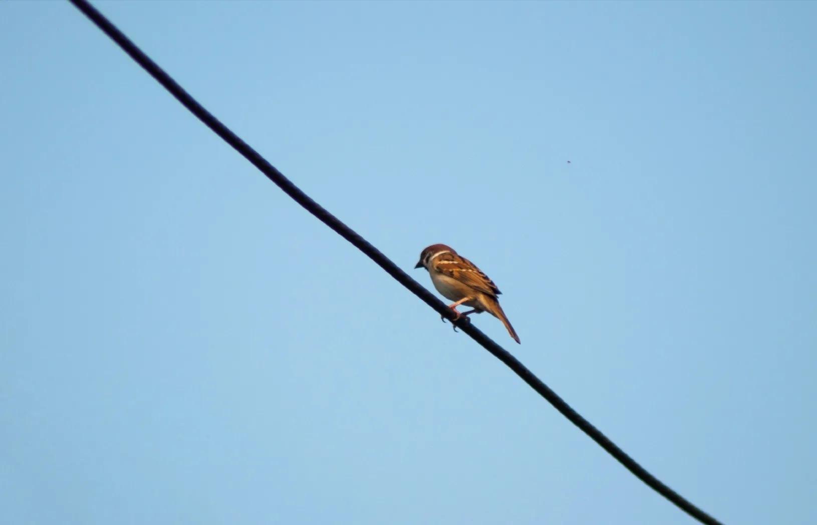 中考满分作文《麻雀》，一流的构思，平中见奇，举重若轻