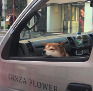 小众又很惊艳的网名