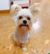 五年级上册第一单元作文