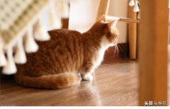 部编四年级上册第二单元《小小“动物园”》学生作文集2