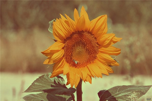 意义深远的个性签名，精辟有内涵，选一句发朋友圈